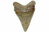 Serrated, Juvenile Megalodon Tooth - North Carolina #311118-1